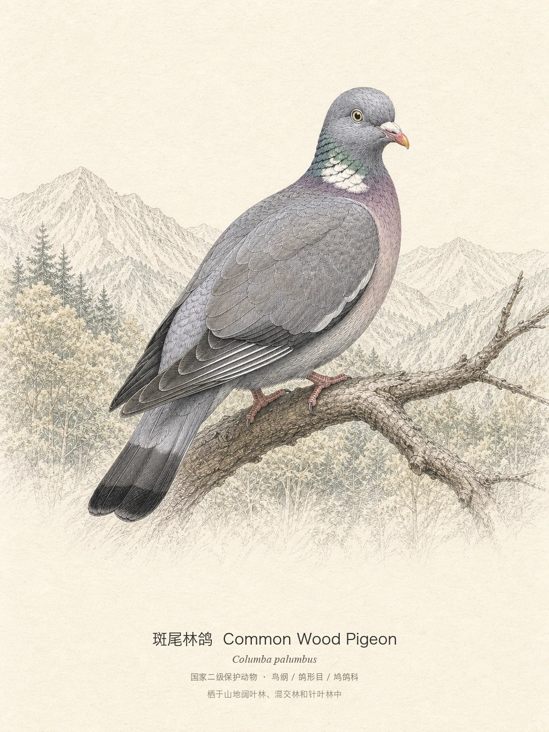 斑尾林鸽图鉴