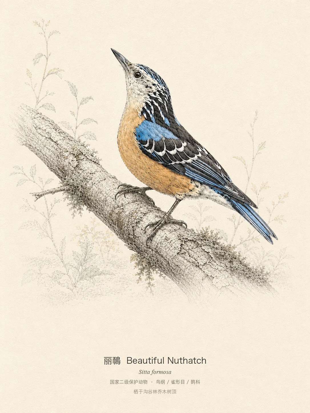 丽鳾图鉴