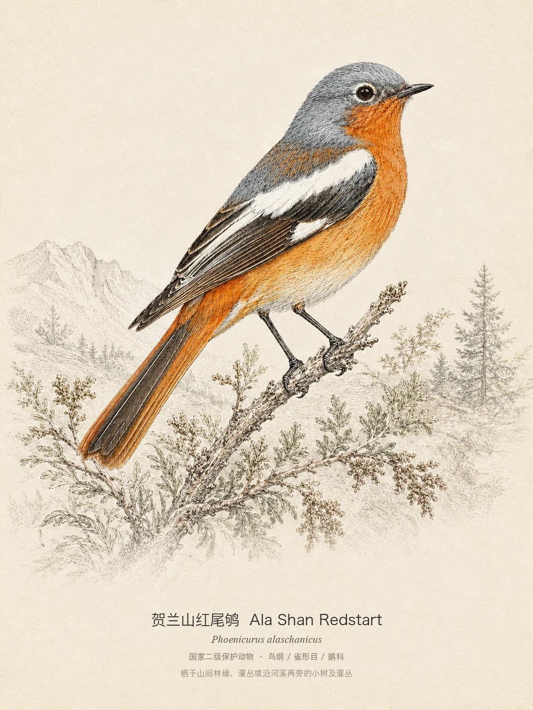 贺兰山红尾鸲图鉴